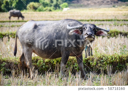 Thai Water Buffalo in the field , Thailand Thai Water Buffalo in the field , Thailand 58718160