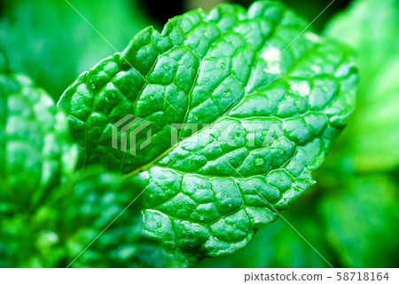 close up Green peppermint leaves close up Green peppermint leaves 58718164