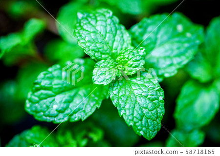 close up Green peppermint leaves close up Green peppermint leaves 58718165