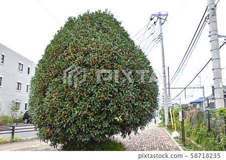 Kinmokusei (Kaneko) Kinmokusei (Kaneko) 58718235
