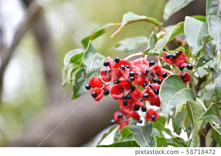 Gonzui水果和種子 58718472