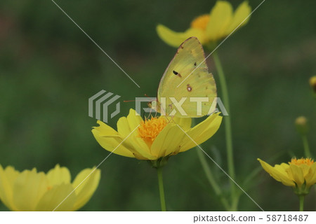 Yellow and yellow Yellow and yellow 58718487