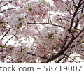 Cherry Blossoms	 58719007