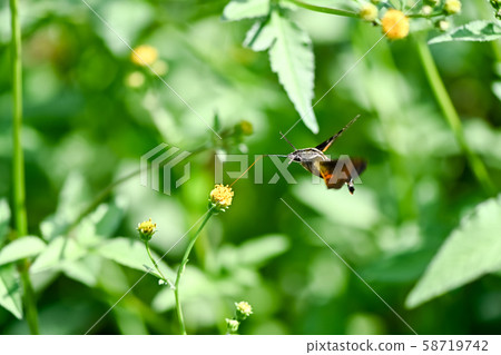 Hoshi hojaku 58719742