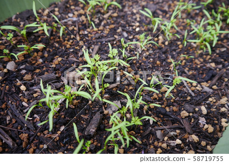 Germination of carrot 58719755