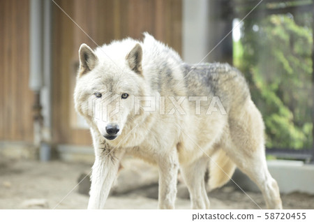 [Wolf] Shinrin Wolf 58720455