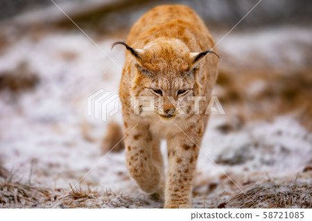 Beautiful eurasian lynx walks in the forest at early winter 58721085