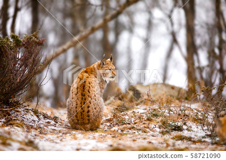 Back view of eurasian lynx looking into the forest in winter 58721090