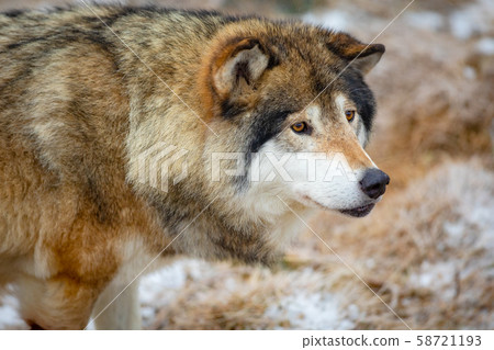 Close-up of male wolf standing in the forest in early winter 58721193