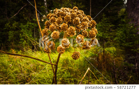 Faded Angelica medicinal close up Faded Angelica medicinal close up 58721277