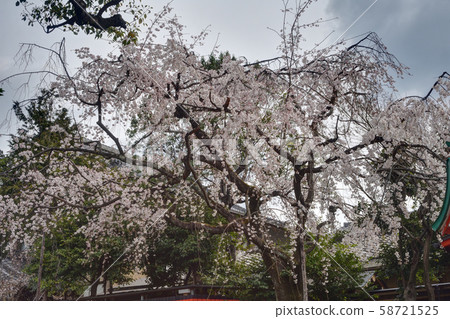 Kisen cherry blossoms at Caruori Shrine 58721525