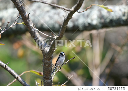 Wild Bird, Enaga, Sakura, October, Autumn Wild Bird, Enaga, Sakura, October, Autumn 58721655