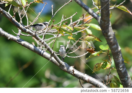 Wild Bird, Enaga, Sakura, October, Autumn 58721656