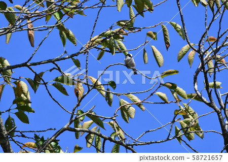 Wild Bird, Enaga, Sakura, October, Autumn Wild Bird, Enaga, Sakura, October, Autumn 58721657
