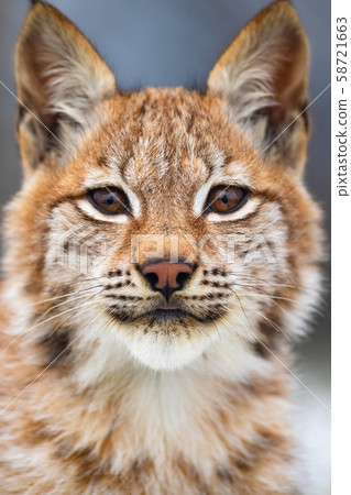Close-up portrait of eurasian lynx in the forest 58721663