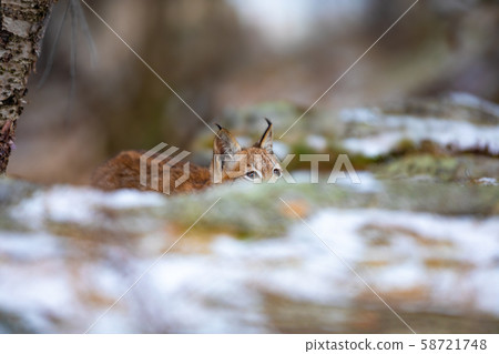Playfull eurasian lynx hiding in the forest at early winter Playfull eurasian lynx hiding in the forest at early winter 58721748