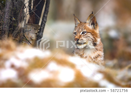 Young eurasian lynx in the forest at winter looking for prey 58721756