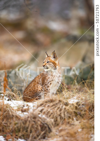 Eurasian lynx look sideways in the forest at winter 58721763