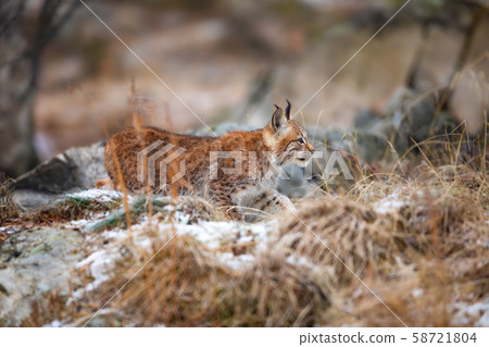 Young eurasian lynx lurking silent in the forest at early winter 58721804