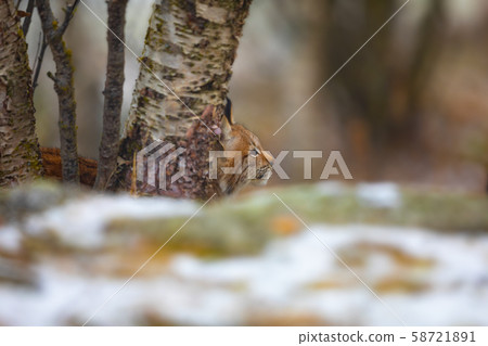 Young eurasian lynx lurking in the forest at early winter 58721891