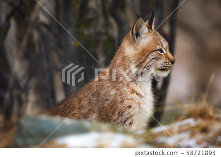 Portrait of eurasian lynx sitting in the forest at early winter 58721893