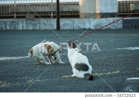 Cats, stray cats, brother-in-law, misunderstandings, patterns, similar people Cats, stray cats, brother-in-law, misunderstandings, patterns, similar people 58722023