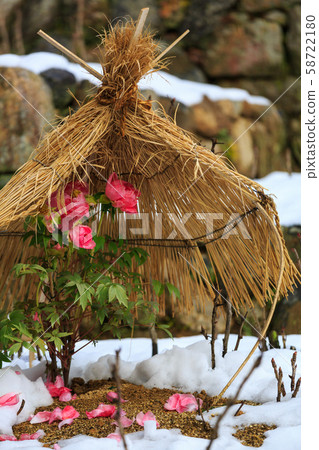 Snow and cold peony Snow and cold peony 58722180