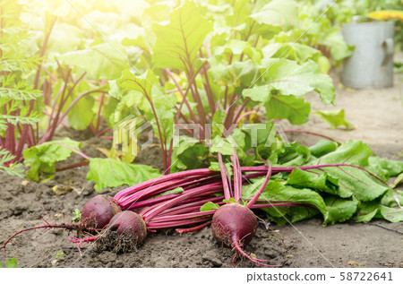 Just picked Red Beets on the garden soil closeup 58722641
