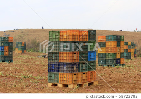 Sweet potato harvest, sweet potato field 58722792