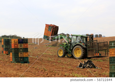 Sweet potato harvest, sweet potato field, tractor Sweet potato harvest, sweet potato field, tractor 58722844
