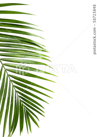Green leaf of palm tree isolated on white background Green leaf of palm tree isolated on white background 58723848