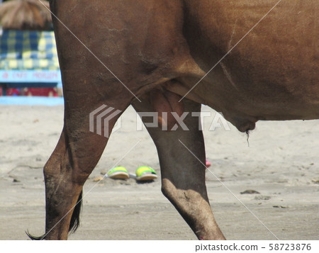 Bovine eggs. reproduction system. Testicles of a bull stallion. the scrotum of a bull 58723876