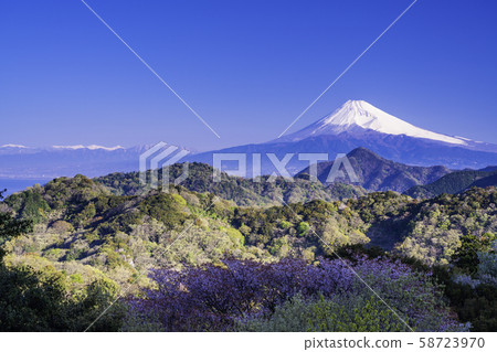 (靜岡縣)從伊豆之國市和山看到的富士山。 (靜岡縣)從伊豆之國市和山看到的富士山。 58723970