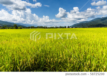 Ripe paddy Field in Taiwan eastern. 58725200