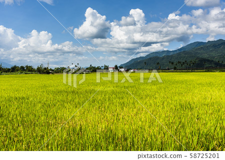 Ripe paddy Field in Taiwan eastern. 58725201