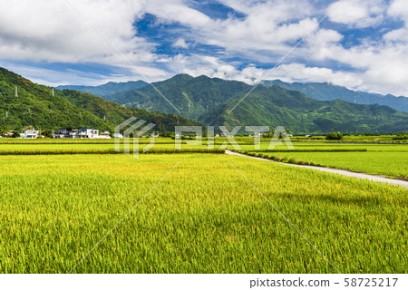 Ripe paddy Field in Taiwan eastern. Ripe paddy Field in Taiwan eastern. 58725217
