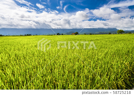Ripe paddy Field in Taiwan eastern. 58725218