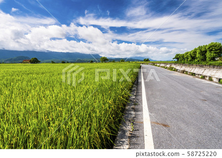Ripe paddy Field in Taiwan eastern. Ripe paddy Field in Taiwan eastern. 58725220