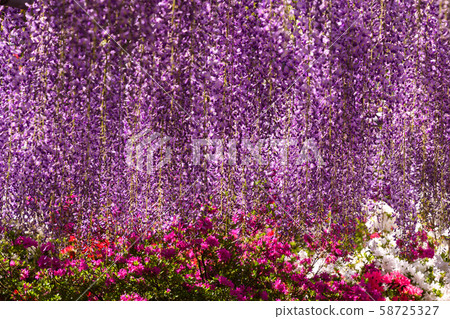 Azalea and Wisteria 58725327
