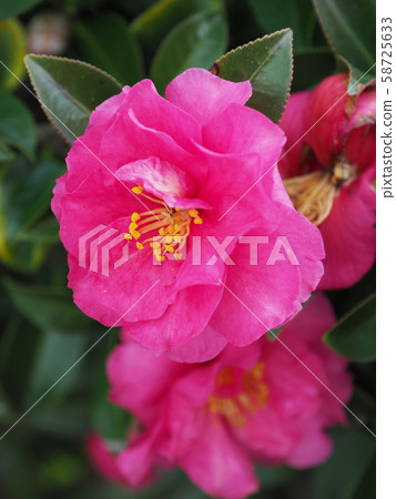 美麗的Sasanqua（沙耶香） 58725633