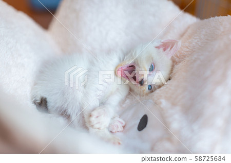 Kitten 4 weeks old Protective cat hammock Kitten 4 weeks old Protective cat hammock 58725684