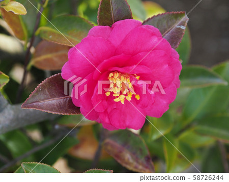 Beautiful Sasanqua (Sayaka) Beautiful Sasanqua (Sayaka) 58726244