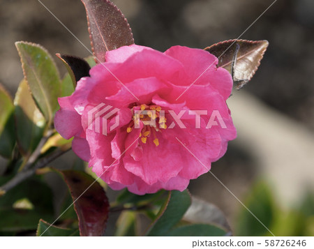 Beautiful Sasanqua (Sayaka) Beautiful Sasanqua (Sayaka) 58726246