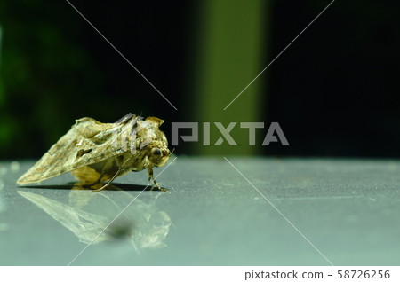 moth or night butterfly on car ceiling in night moth or night butterfly on car ceiling in night 58726256
