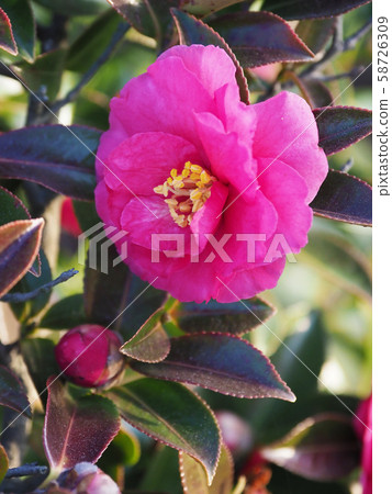 Beautiful Sasanqua (Sayaka) Beautiful Sasanqua (Sayaka) 58726309