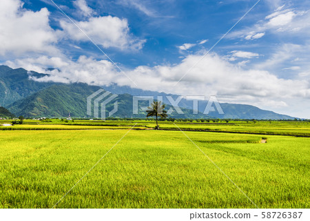 Ripe paddy Field in Taiwan eastern. 58726387