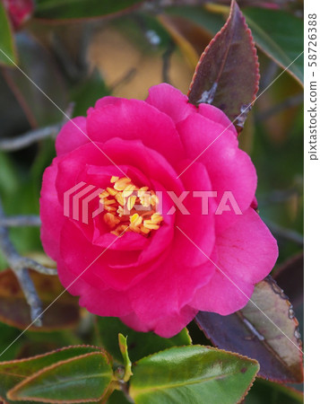 Beautiful Sasanqua (Sayaka) 58726388