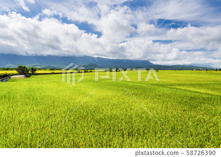 Ripe paddy Field in Taiwan eastern. Ripe paddy Field in Taiwan eastern. 58726390