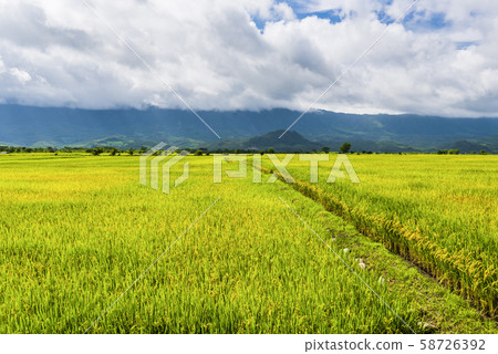 Ripe paddy Field in Taiwan eastern. Ripe paddy Field in Taiwan eastern. 58726392