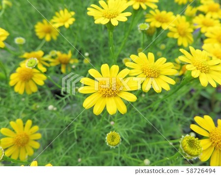 Darberg Daisy 58726494